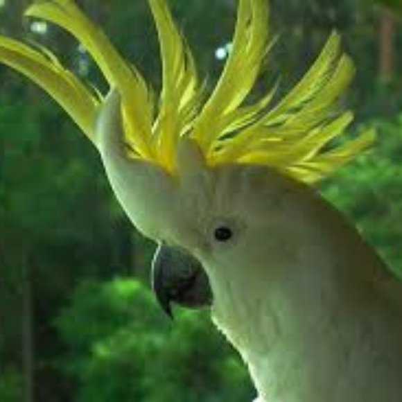 Birch Bird U-Type Swing - Picture 4 of 4